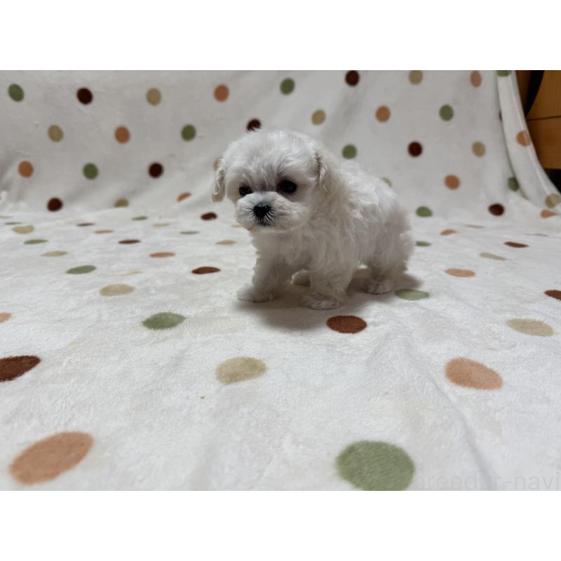 販売中の岐阜県のミックス犬-437176の5枚目