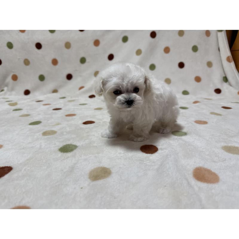 販売中の岐阜県のミックス犬-437176の4枚目