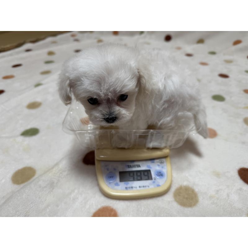 販売中の岐阜県のミックス犬-437176の3枚目