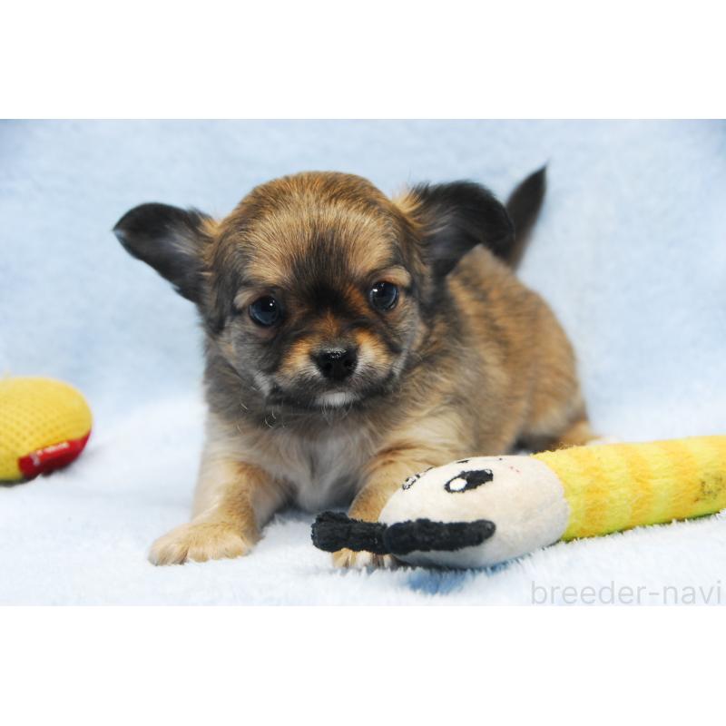 成約済の福岡県のチワワ(ロングコート)-435251の5枚目