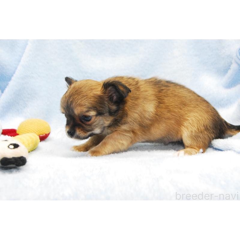 成約済の福岡県のチワワ(ロングコート)-435251の4枚目