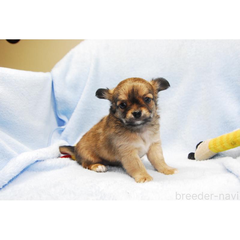 成約済の福岡県のチワワ(ロングコート)-435251の3枚目