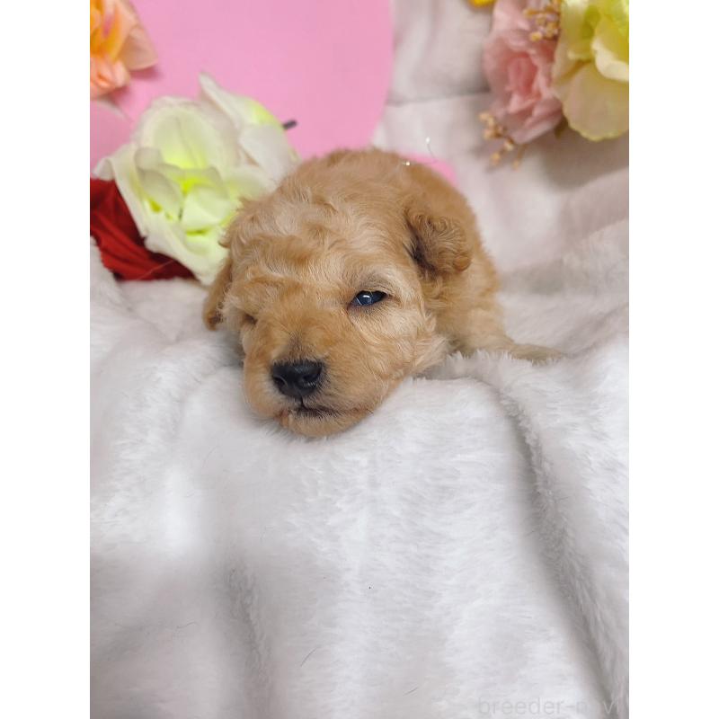 販売中の千葉県のトイプードル-435932の6枚目