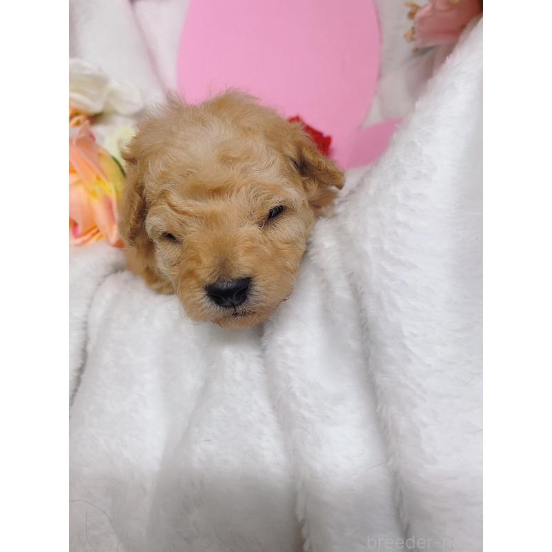 販売中の千葉県のトイプードル-435932の5枚目