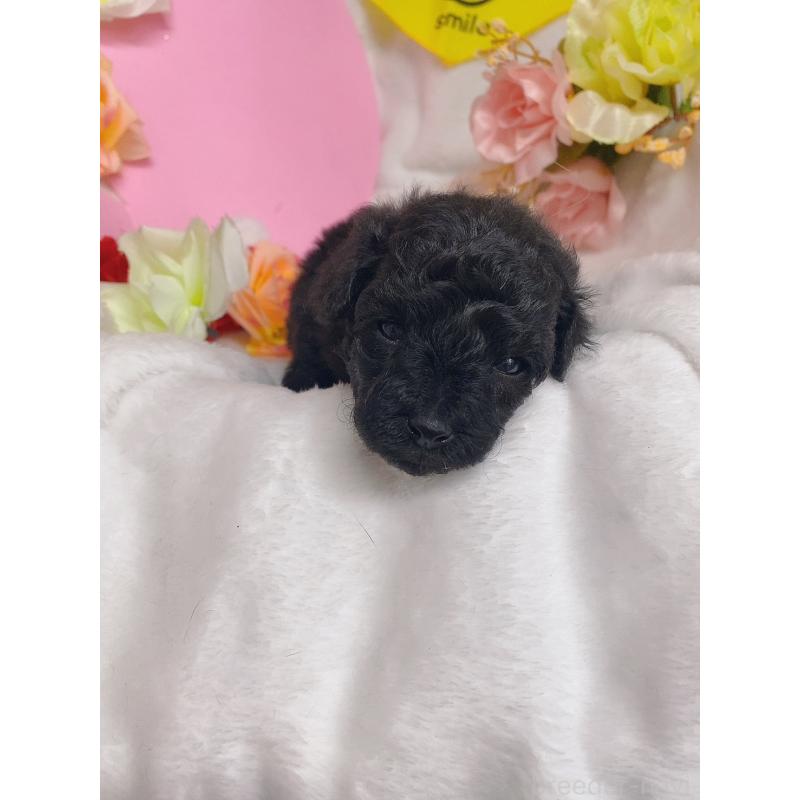 販売中の千葉県のトイプードル-435928の6枚目