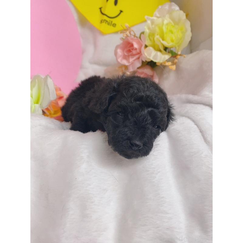 販売中の千葉県のトイプードル-435928の5枚目