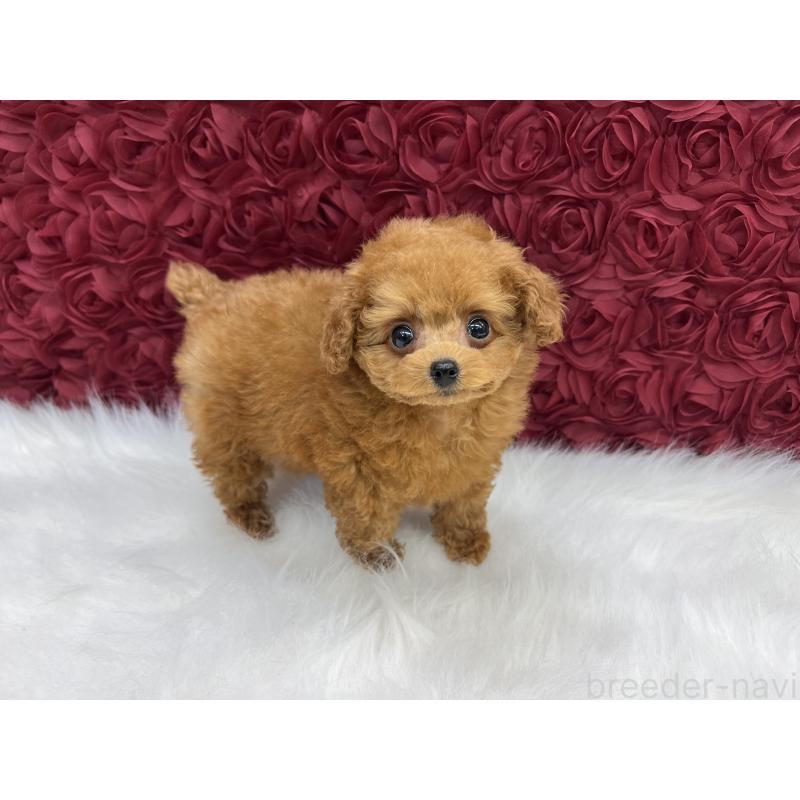 販売中の東京都のティーカッププードル-432571の5枚目