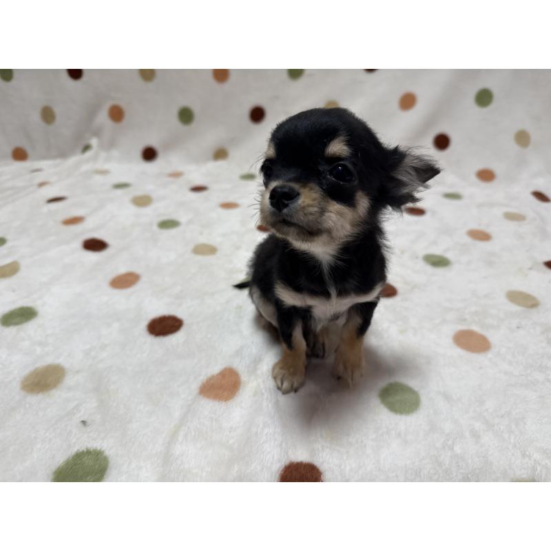 販売中の岐阜県のチワワ(ロングコート)-437182の4枚目