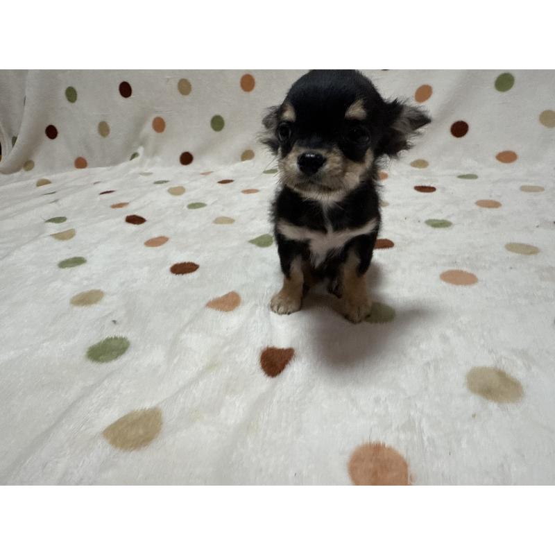 販売中の岐阜県のチワワ(ロングコート)-437182の3枚目