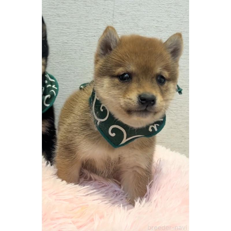 販売中の茨城県の豆柴-437183の5枚目