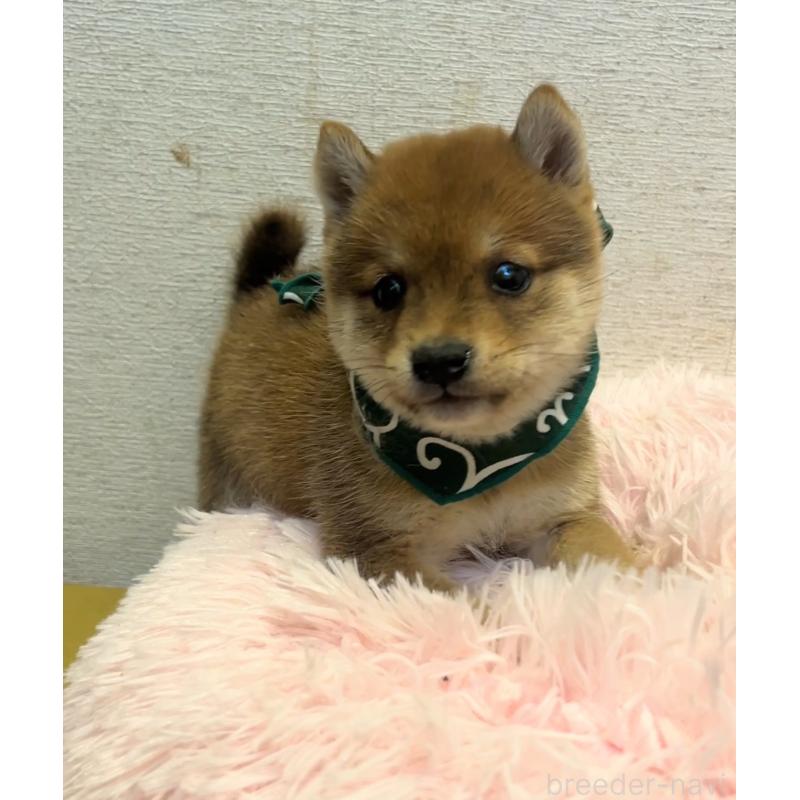 販売中の茨城県の豆柴-437183の4枚目