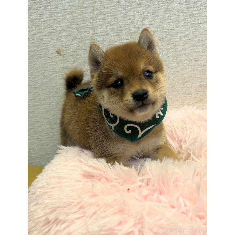 販売中の茨城県の豆柴-437183の3枚目