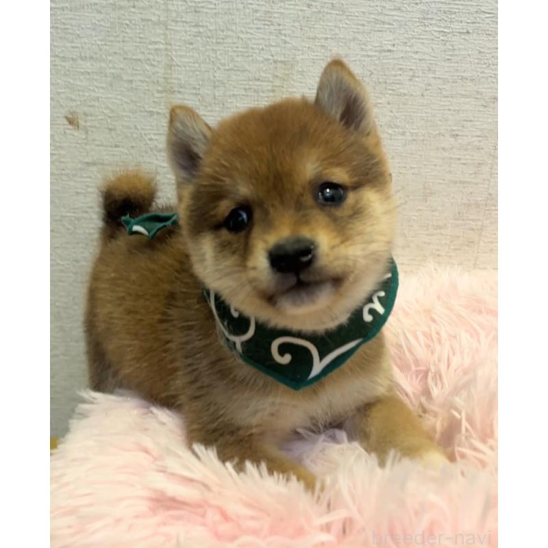 販売中の茨城県の豆柴-437183の2枚目