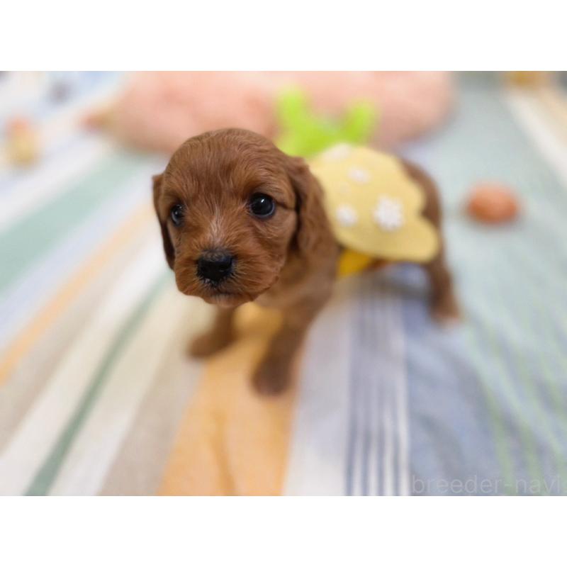 販売中の福岡県のキャバプー:キャバリア×トイプードル-431058の16枚目