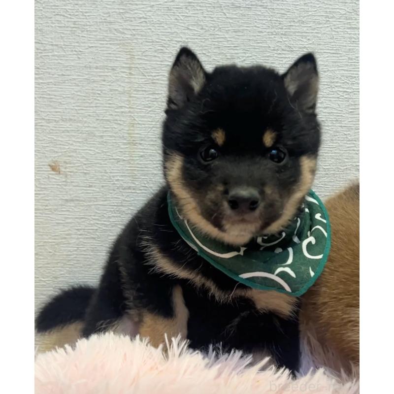 販売中の茨城県の豆柴-437184の5枚目