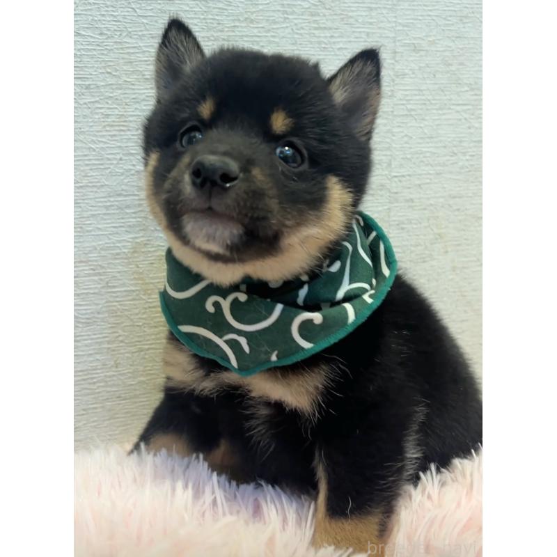 販売中の茨城県の豆柴-437184の4枚目