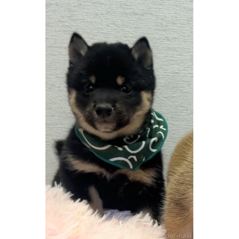 販売中の茨城県の豆柴-437184の3枚目