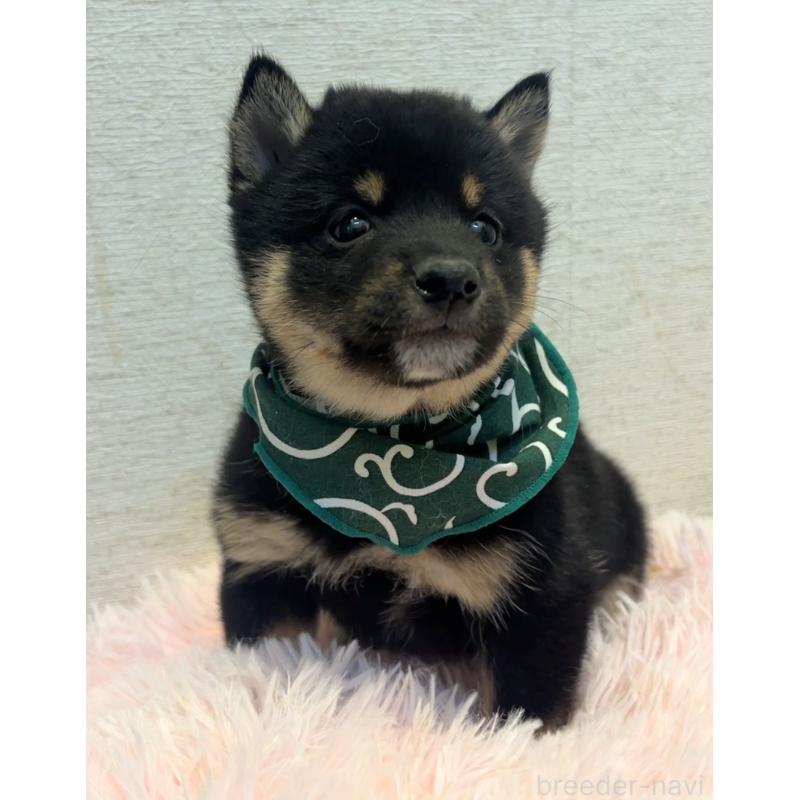 販売中の茨城県の豆柴-437184の2枚目