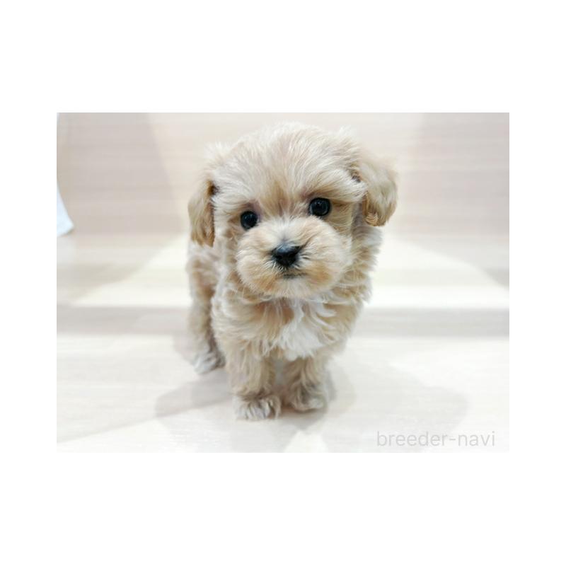 販売中ののマルプー:マルチーズ×トイプードル-437185