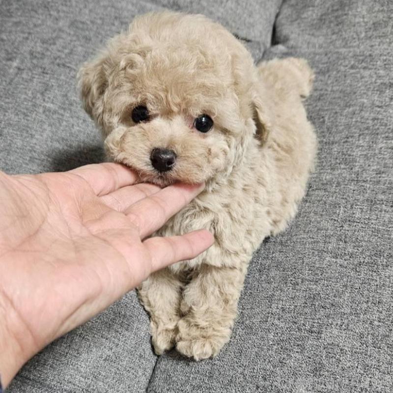 販売中の宮城県のタイニープードル-437186の1枚目