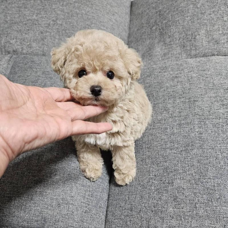 販売中の宮城県のタイニープードル-437186の14枚目