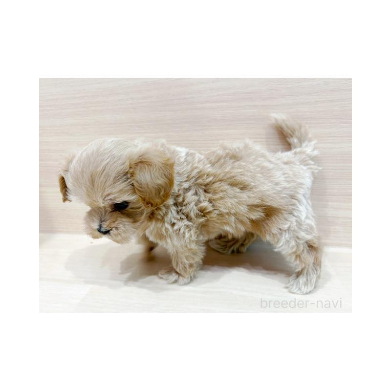 販売中の東京都のマルプー:マルチーズ×トイプードル-437185の5枚目