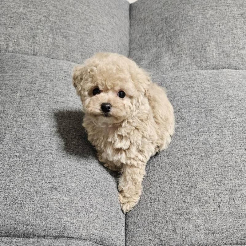 販売中の宮城県のタイニープードル-437186の12枚目