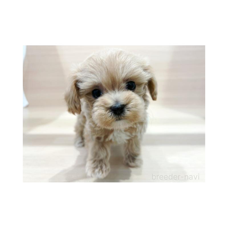 販売中の東京都のマルプー:マルチーズ×トイプードル-437185の4枚目