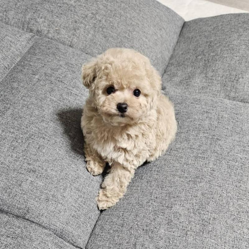 販売中の宮城県のタイニープードル-437186の11枚目