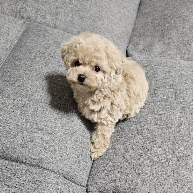 販売中の宮城県のタイニープードル-437186の10枚目