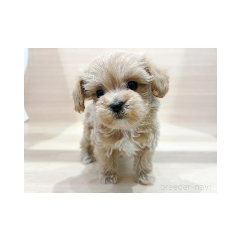 販売中の東京都のマルプー:マルチーズ×トイプードル-437185の3枚目