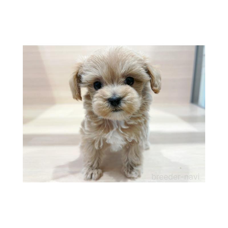 販売中の東京都のマルプー:マルチーズ×トイプードル-437185の2枚目