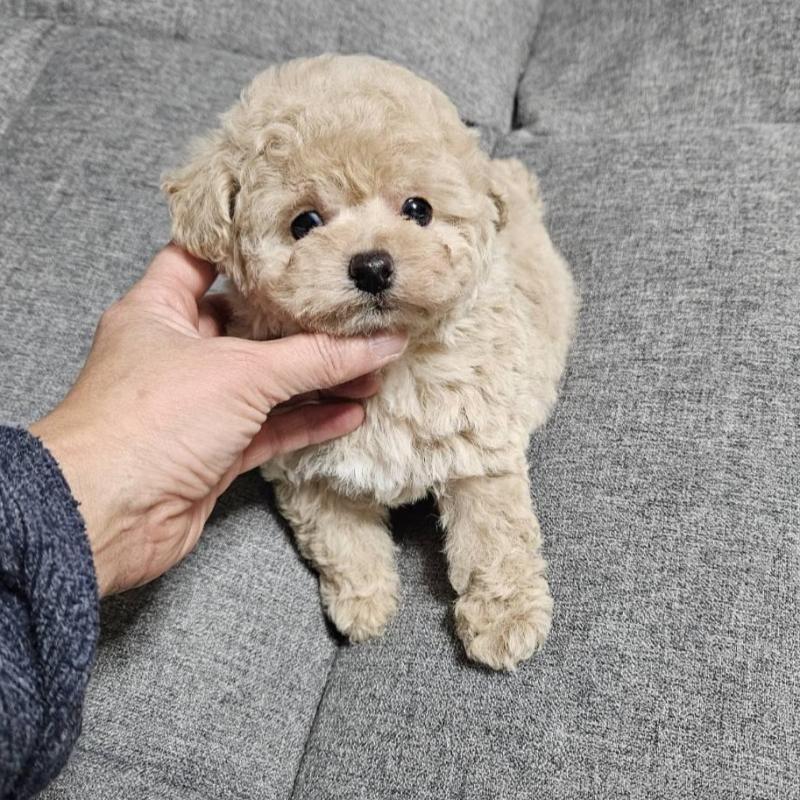 販売中の宮城県のタイニープードル-437186の7枚目