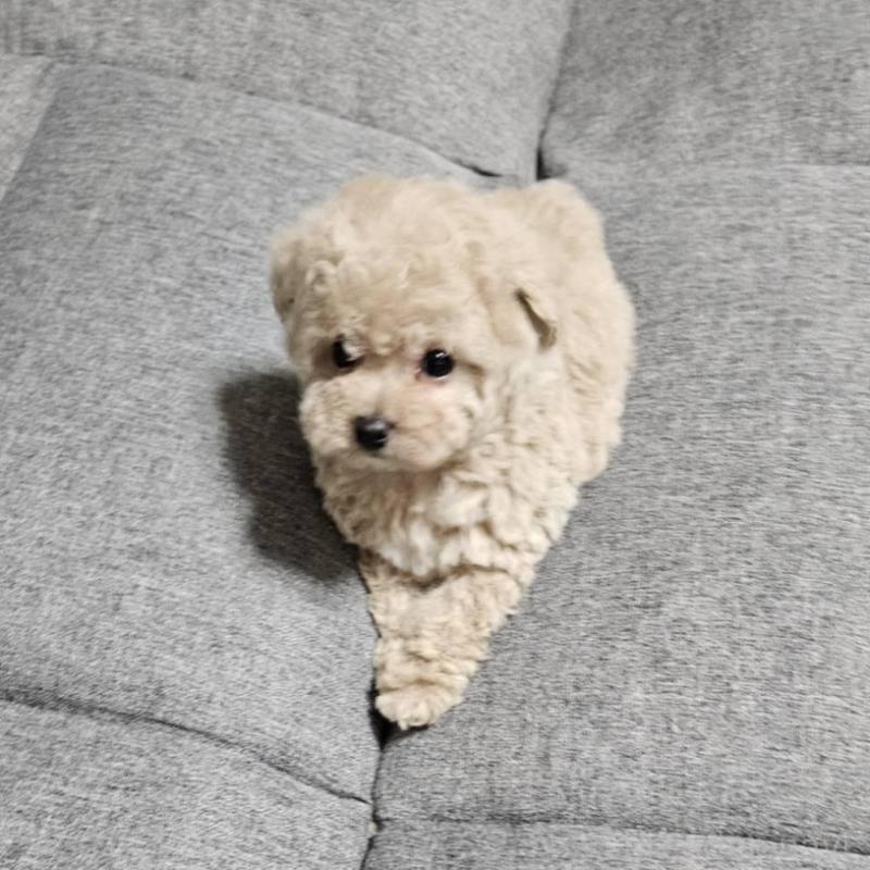 販売中の宮城県のタイニープードル-437186の6枚目