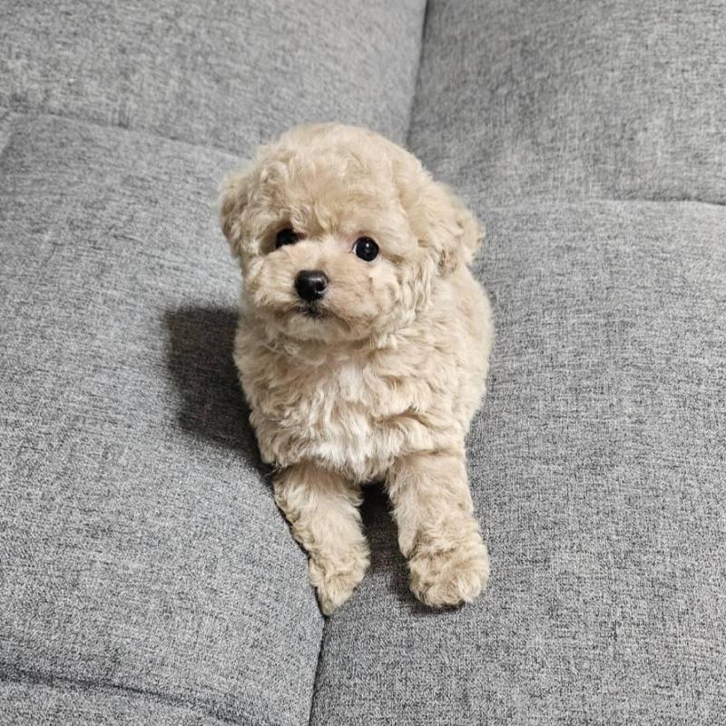 販売中の宮城県のタイニープードル-437186の5枚目