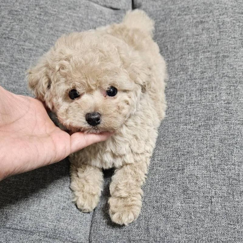 販売中の宮城県のタイニープードル-437186の2枚目