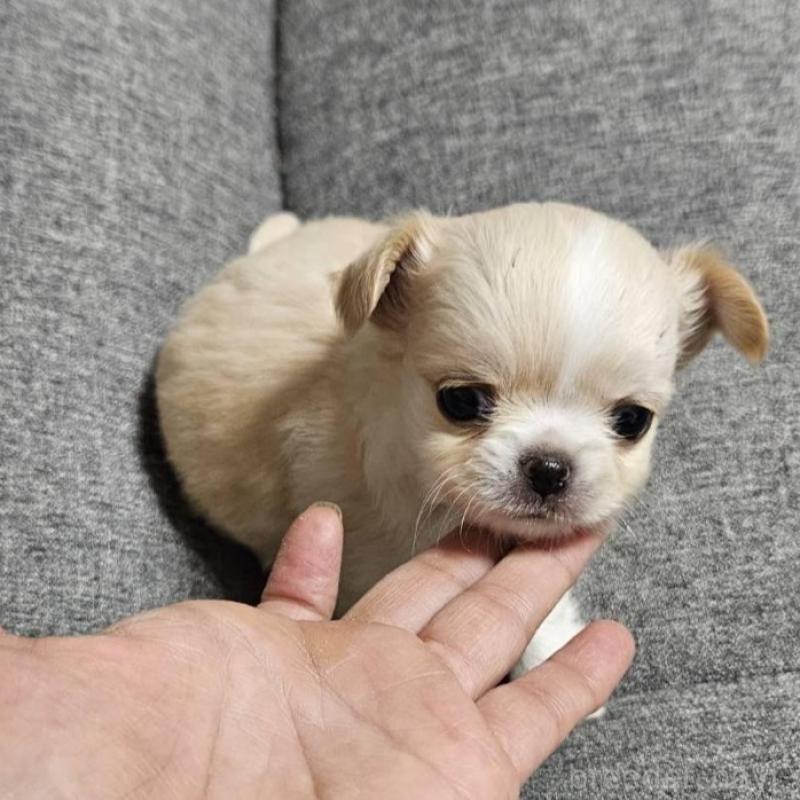 販売中の宮城県のチワワ(ロングコート)-437187の1枚目