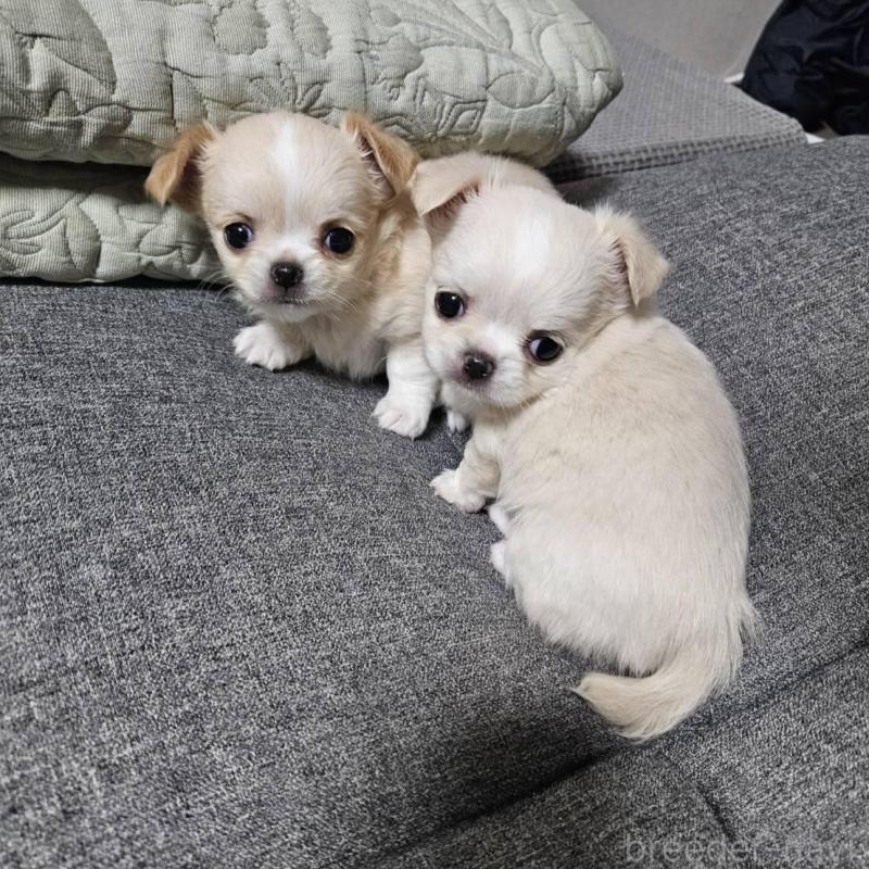 販売中の宮城県のチワワ(ロングコート)-437187の8枚目