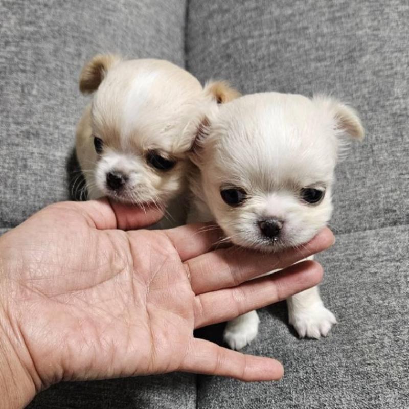 販売中の宮城県のチワワ(ロングコート)-437187の7枚目