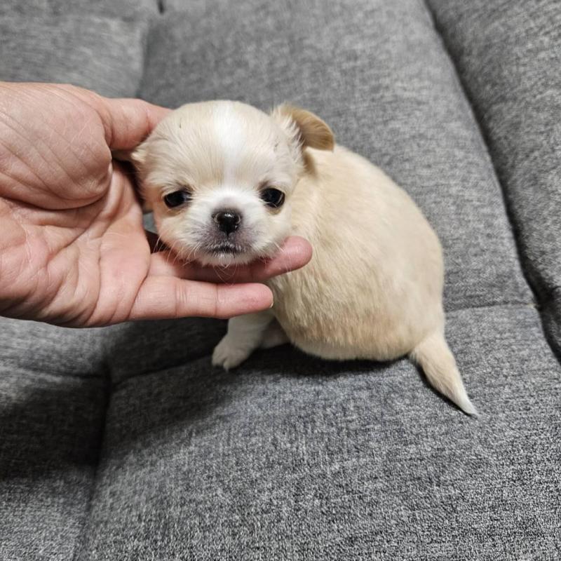 販売中の宮城県のチワワ(ロングコート)-437187の5枚目