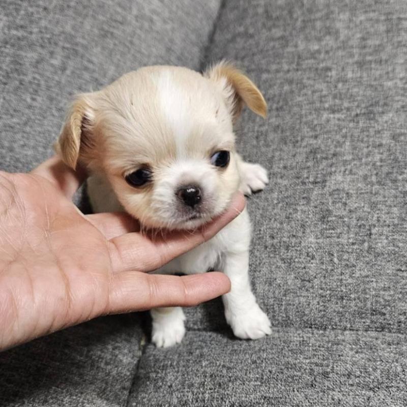 販売中の宮城県のチワワ(ロングコート)-437187の4枚目