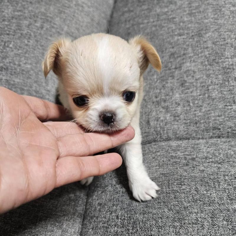 販売中の宮城県のチワワ(ロングコート)-437187の3枚目