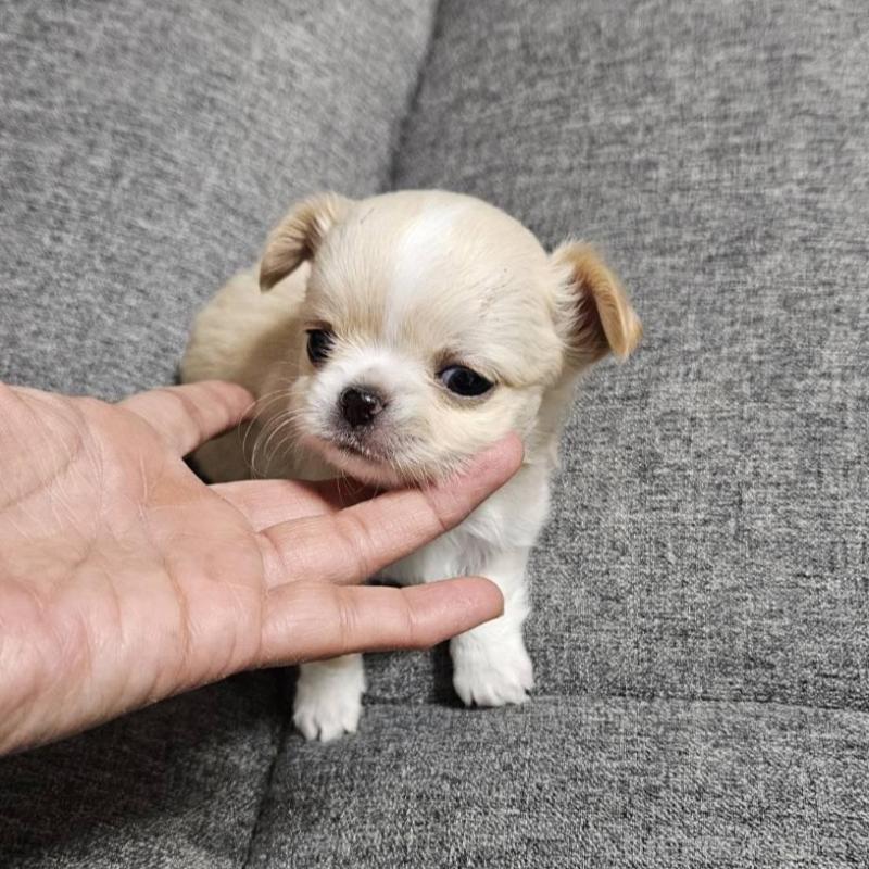 販売中の宮城県のチワワ(ロングコート)-437187の2枚目