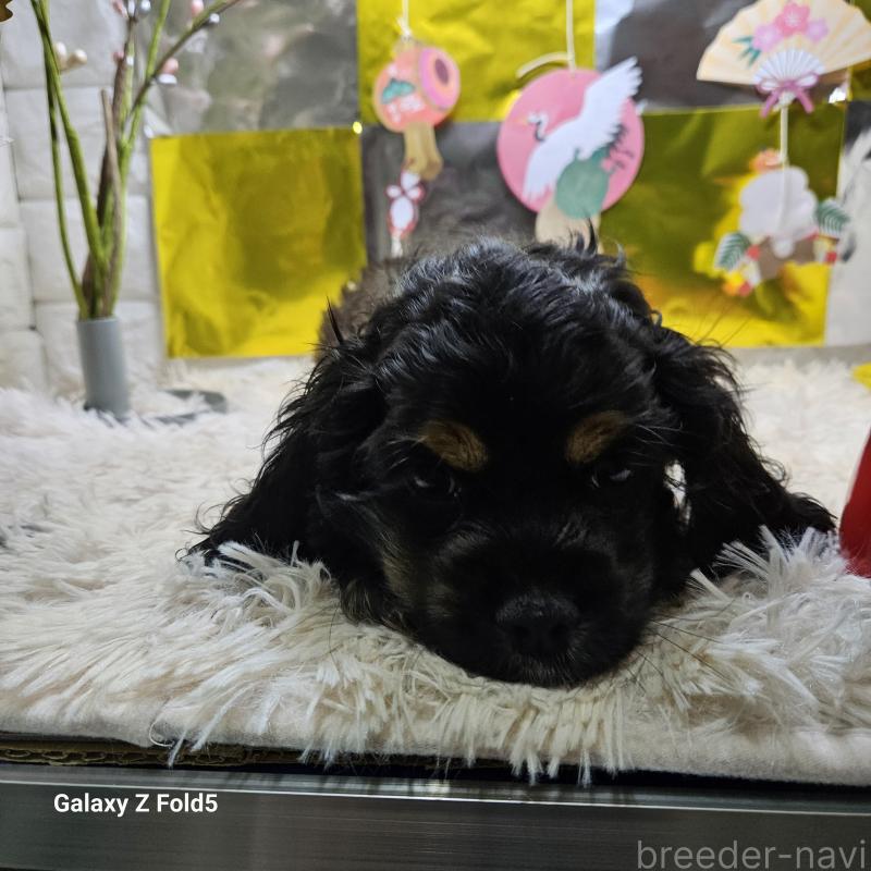 販売中の愛知県のアメリカンコッカースパニエル-437193