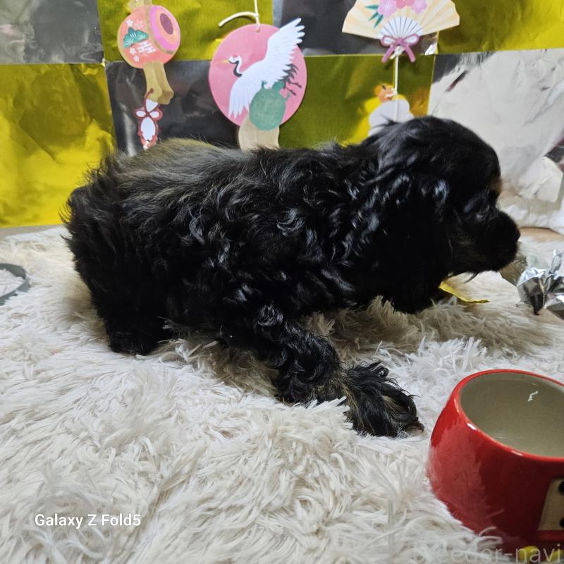 販売中の愛知県のアメリカンコッカースパニエル-437193の7枚目