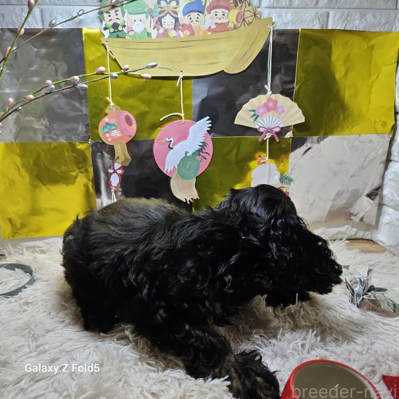 販売中の愛知県のアメリカンコッカースパニエル-437193の6枚目