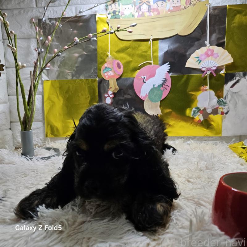 販売中の愛知県のアメリカンコッカースパニエル-437193の4枚目