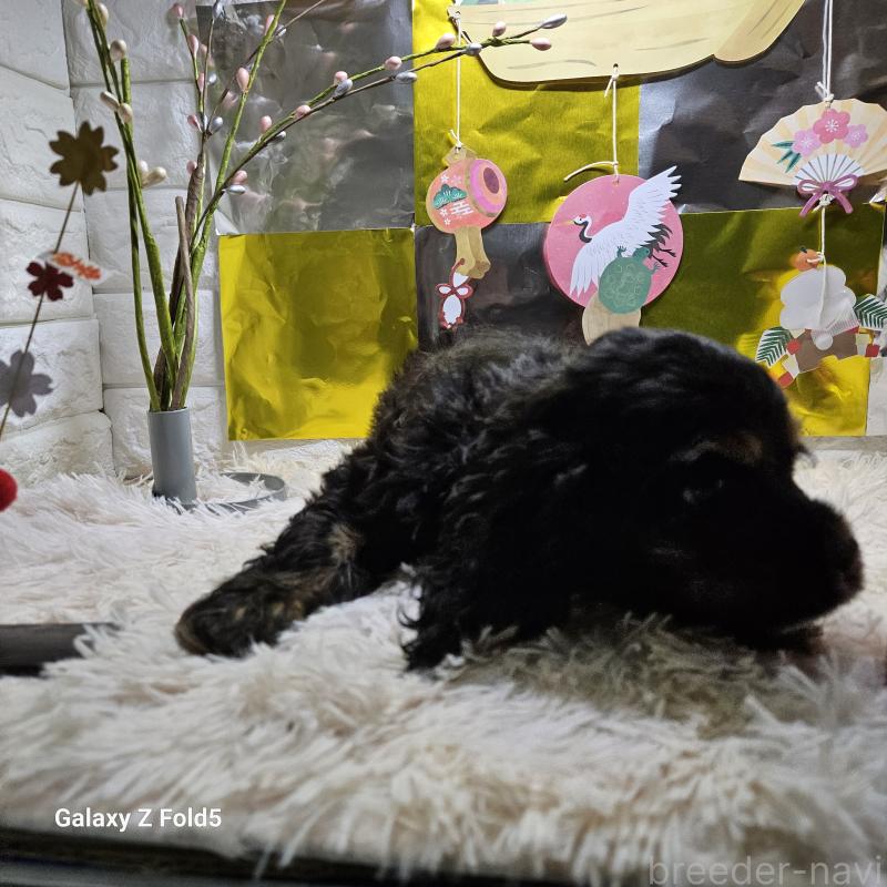 販売中の愛知県のアメリカンコッカースパニエル-437193の3枚目