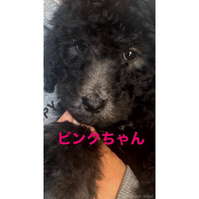 販売中の大分県のスタンダードプードル-437188