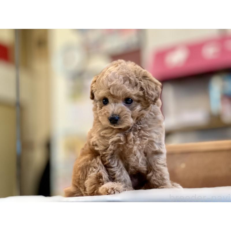 販売中の大阪府のタイニープードル-437190の7枚目